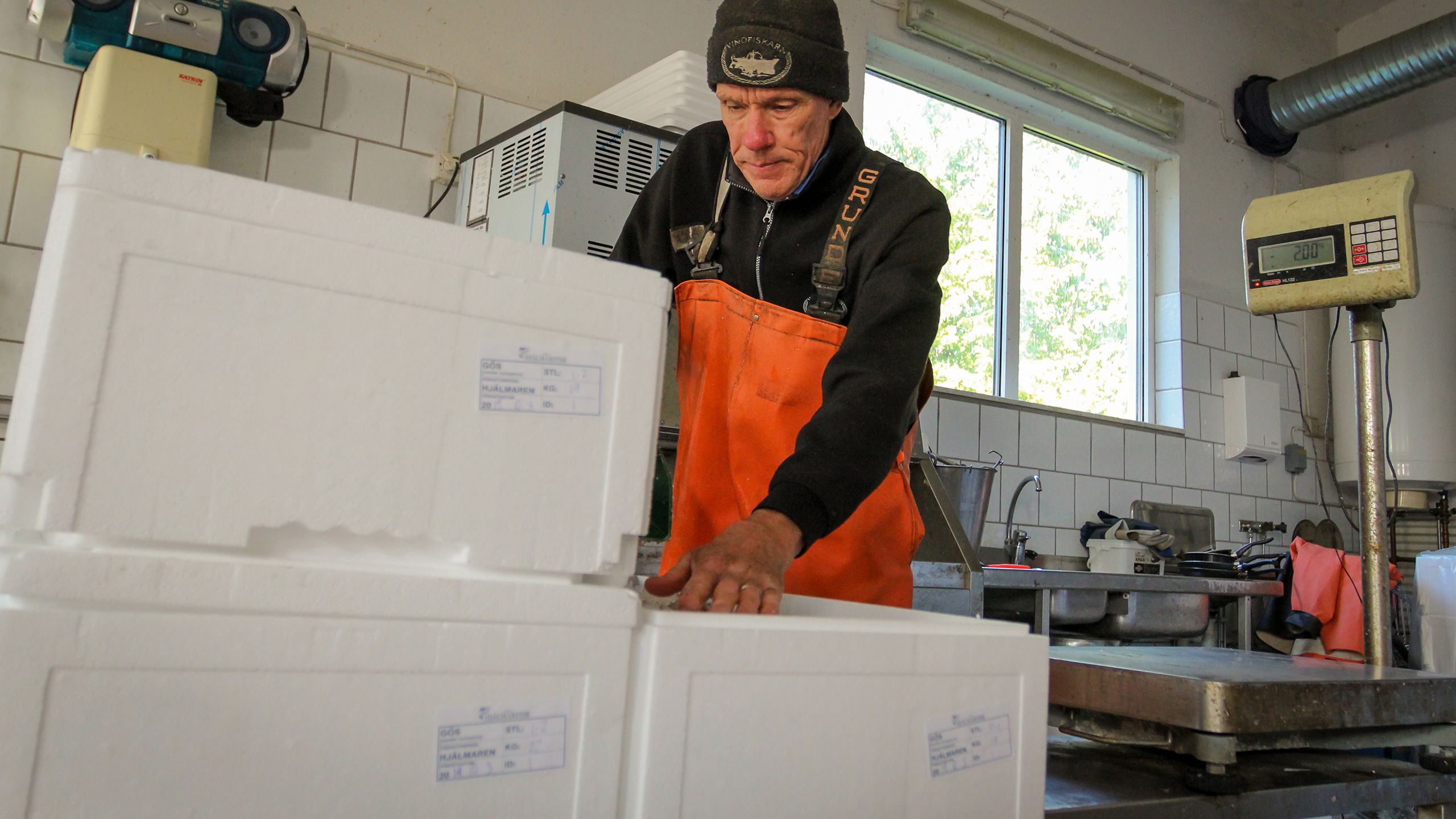 MSC label on box being packaged with pike-perch
