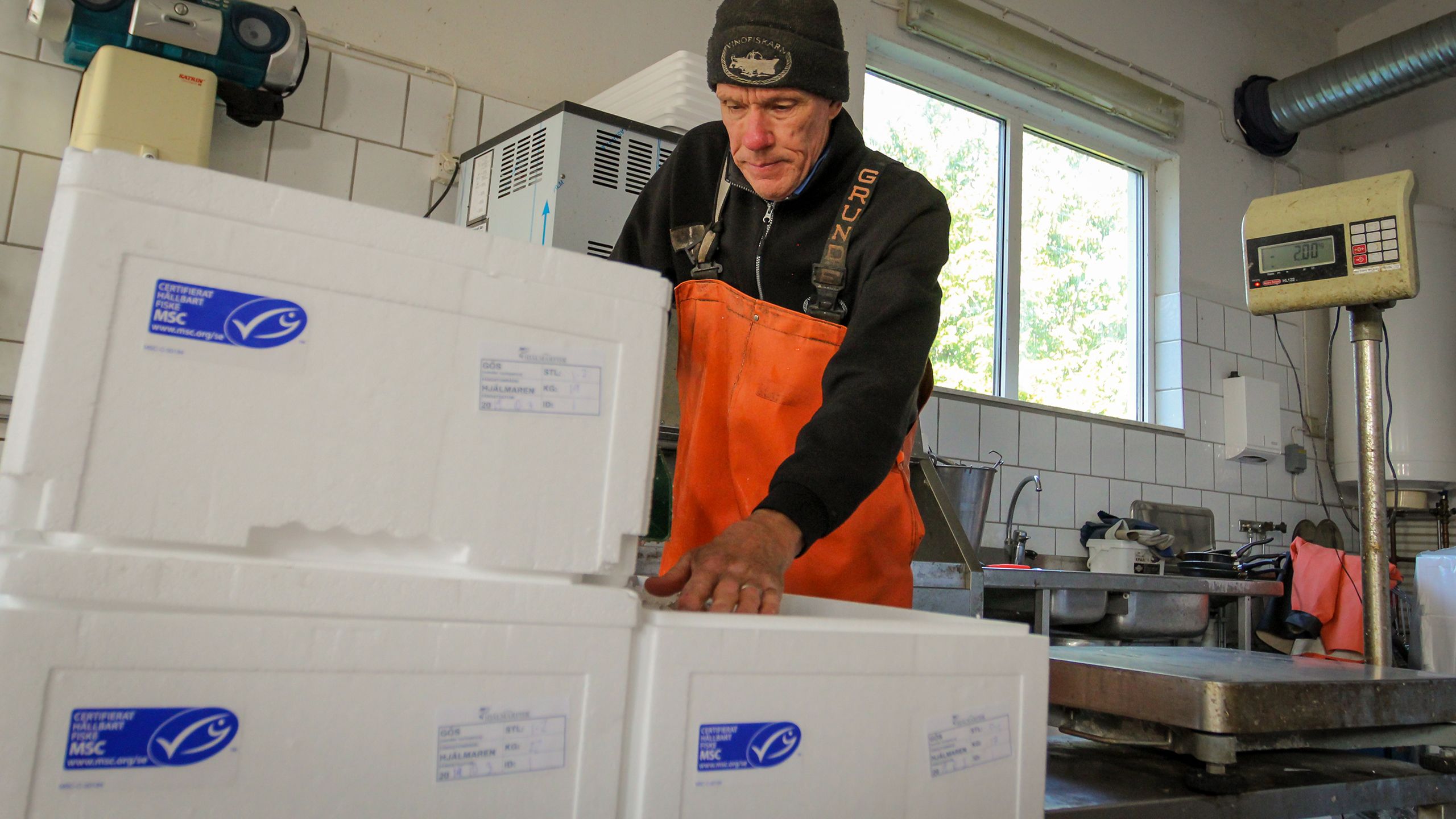 MSC label on box being packaged with pike-perch