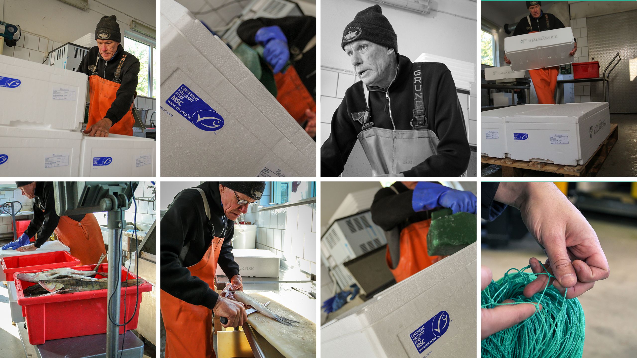 Pike-perch being frozen in a MSC labelled box