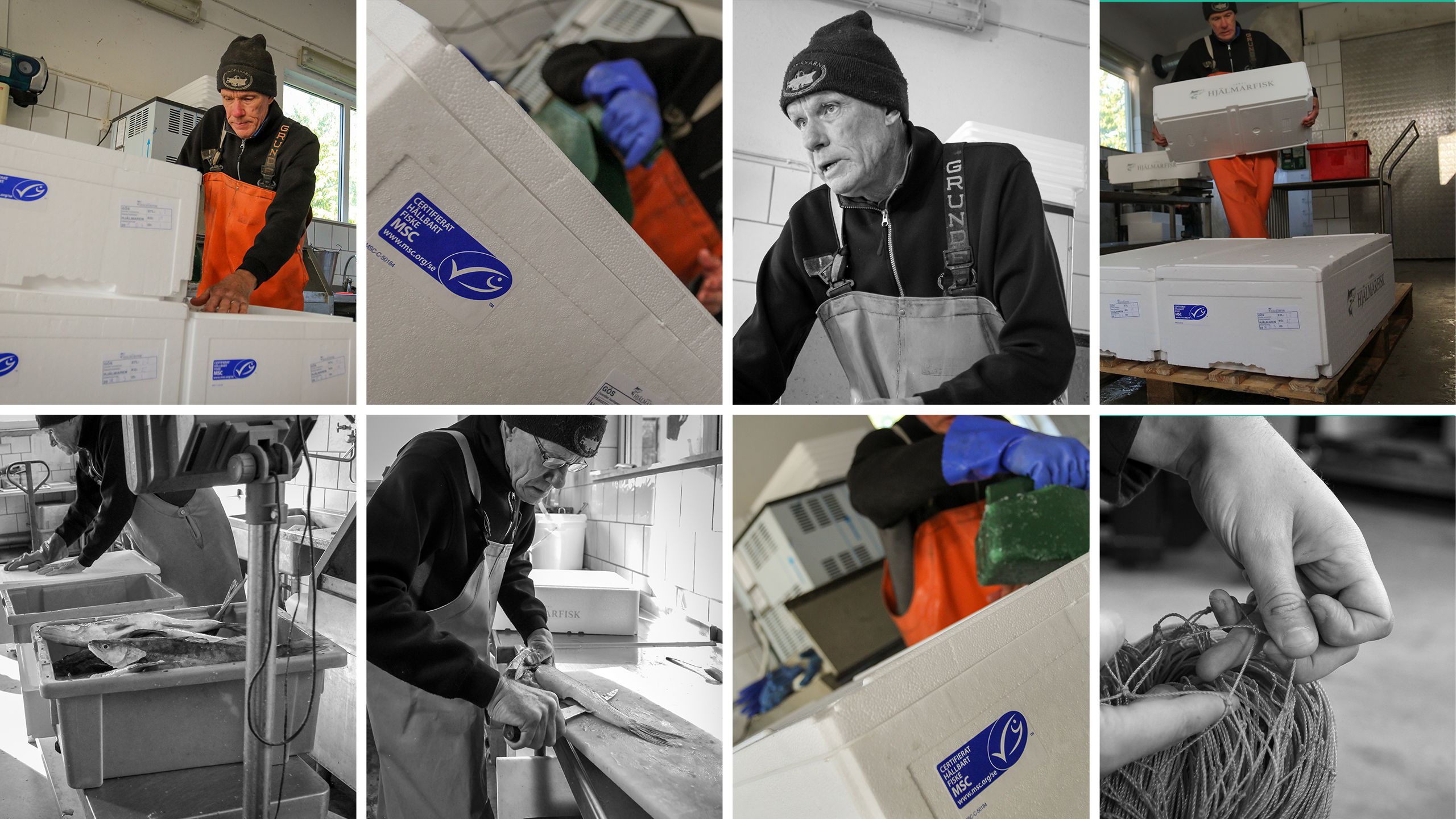 Pike-perch being frozen in a MSC labelled box